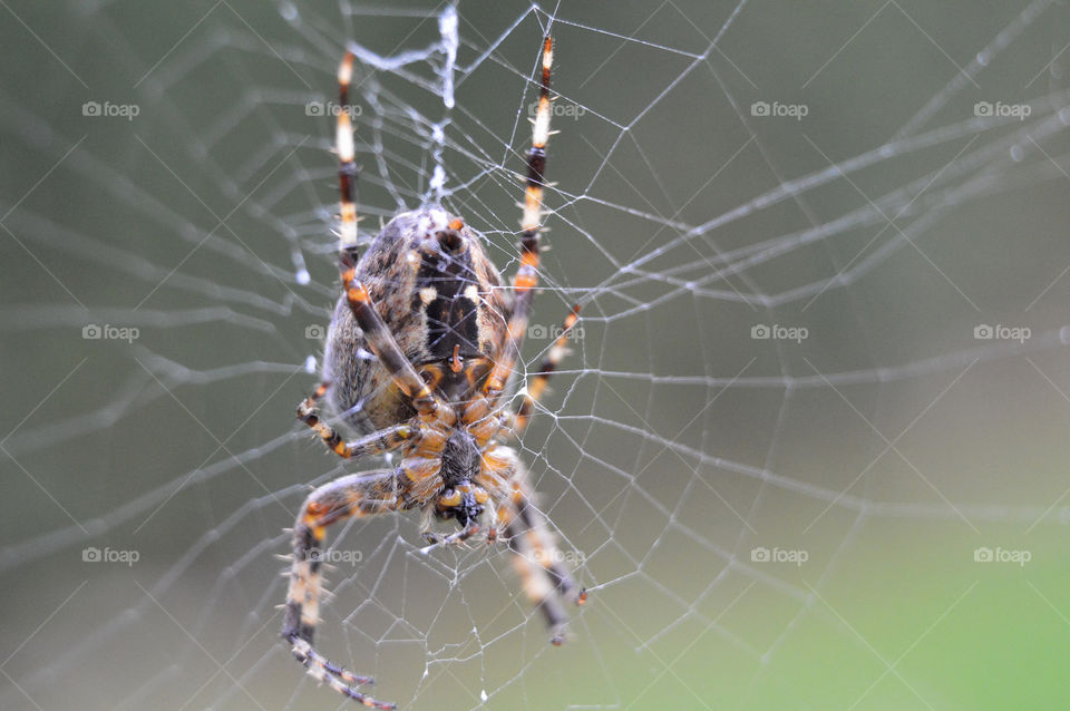 Close-up of spider web