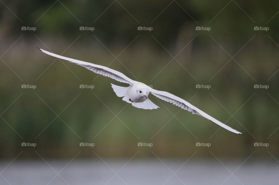 seagull in flight