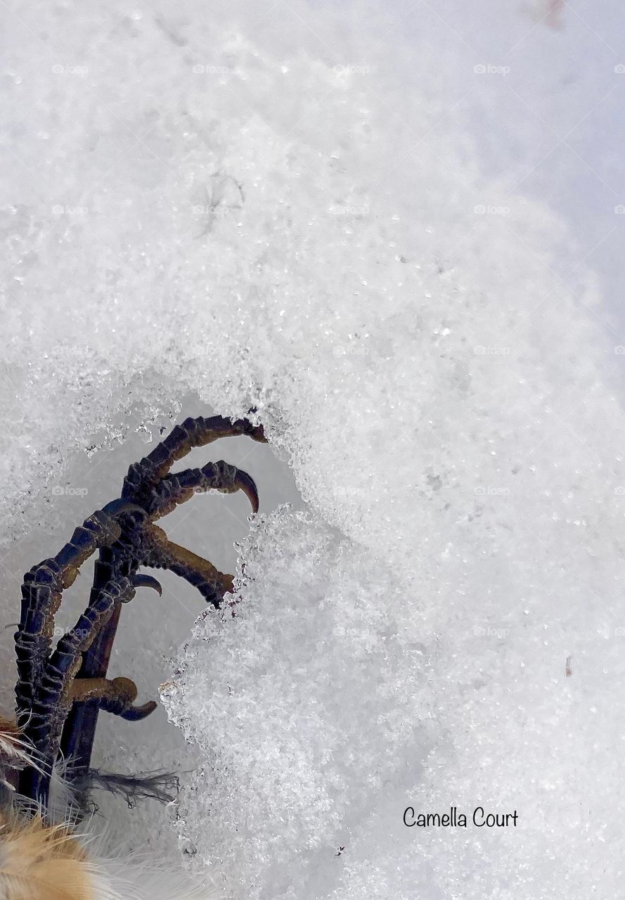 Dead bird feet in the snow in the field