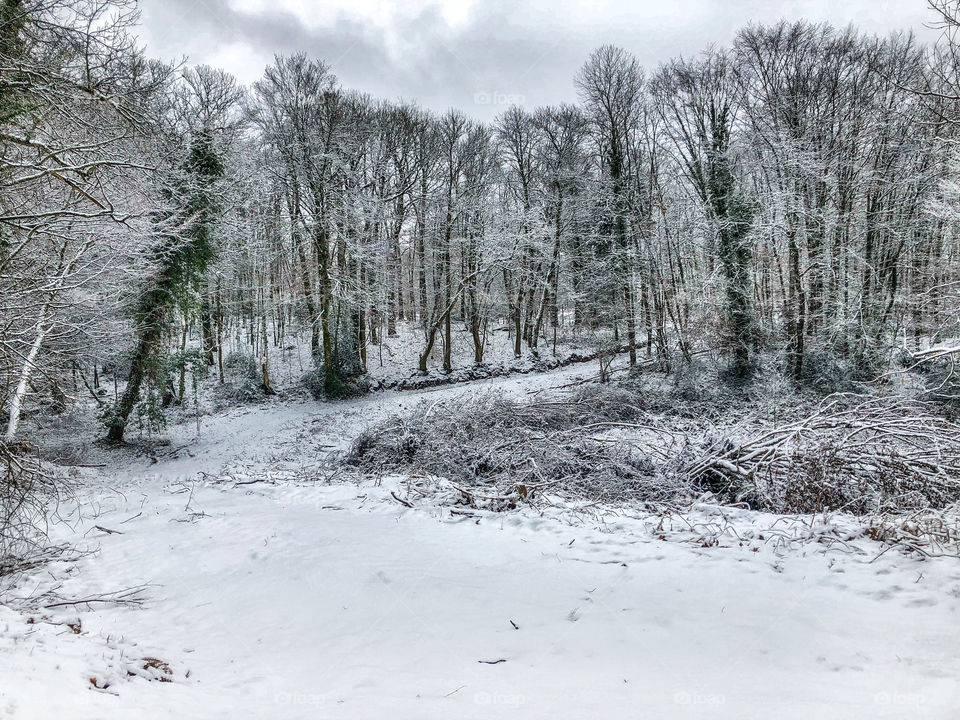 Snowy woodland in rural France - January 2019