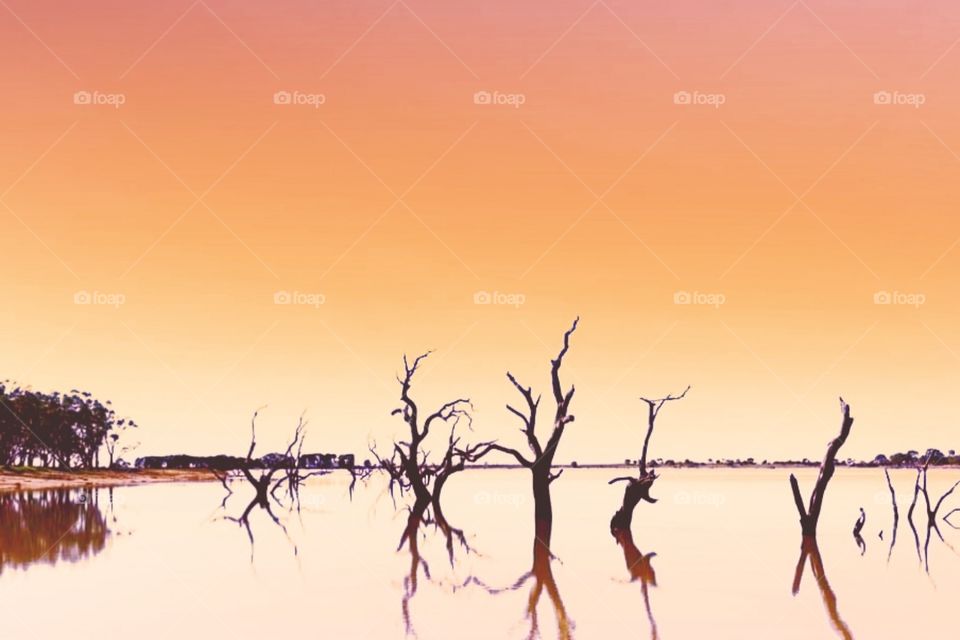 The beauty of the sunset with trees shadows.