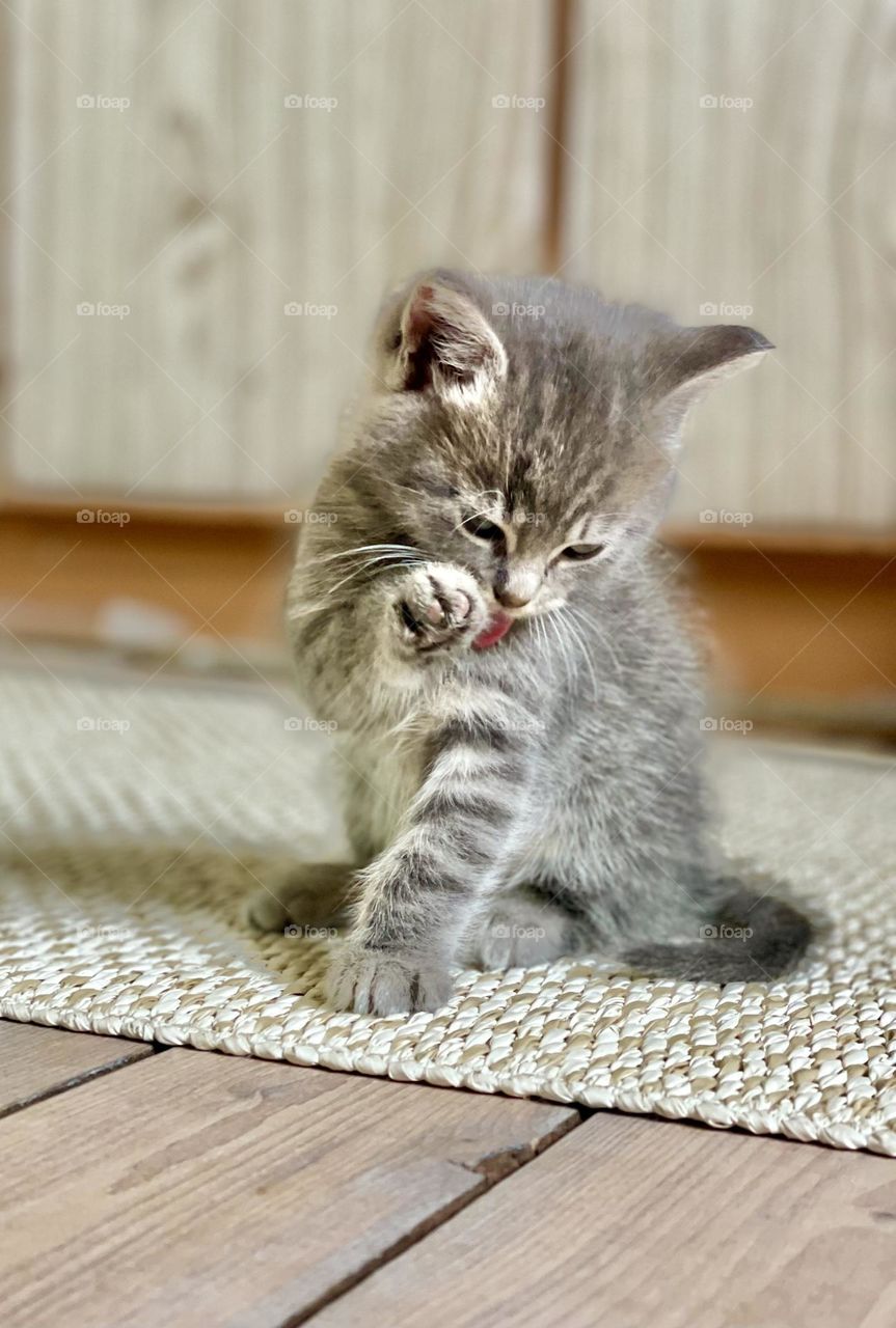 Kitten washing himself 