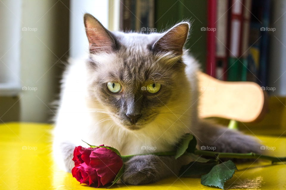 cat with rose