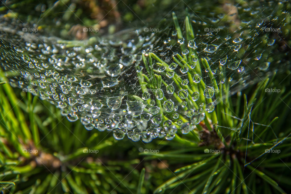 Dew caught in a spiders web