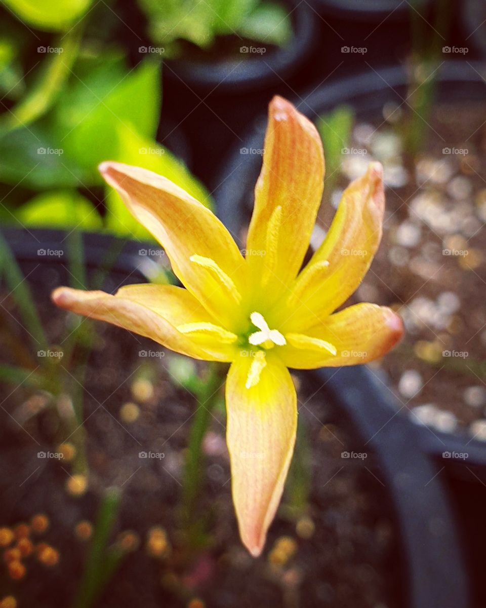 the beautiful rain lilly in Thailand