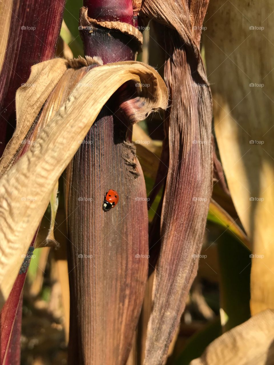 Lady Bug resting on a Corn Stalk