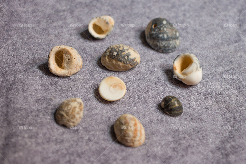 A collection of different sea snails
