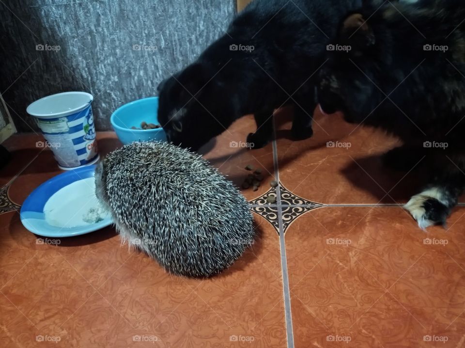 Our garden hedgehog came for dinner. cats study the night guest.