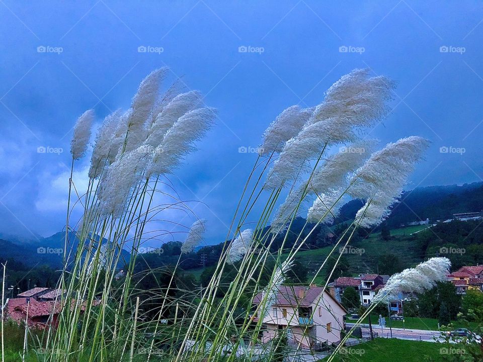 wind and plants