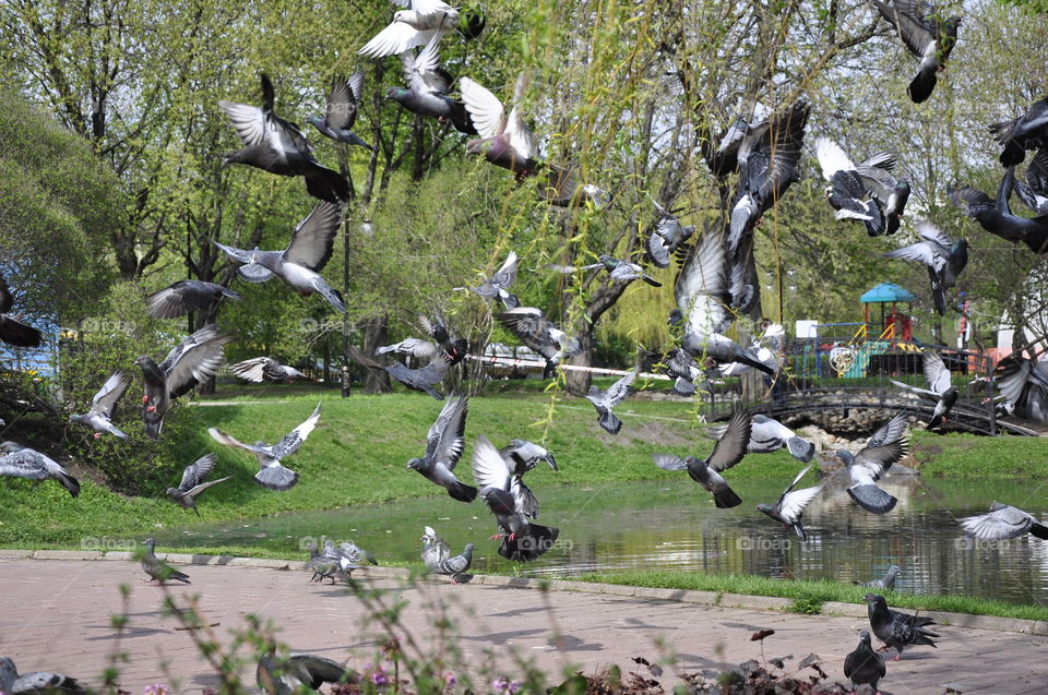 Flock of pigeons