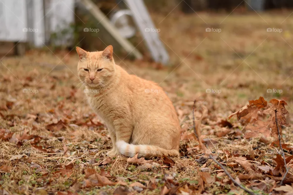 Leo