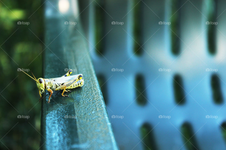 Bench Grasshopper