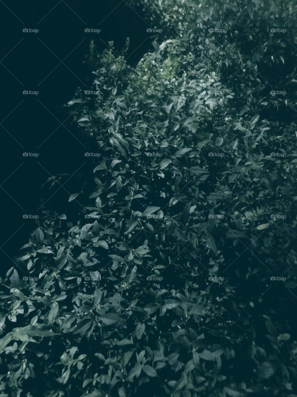 this vacation has made me a night crawler, moving about at night looking for captivating things to capture. this is beautiful though.