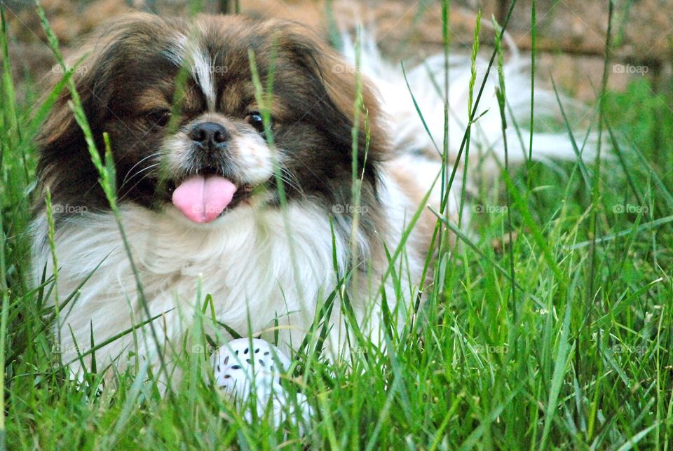 pekingese dog playing outside, tongue out