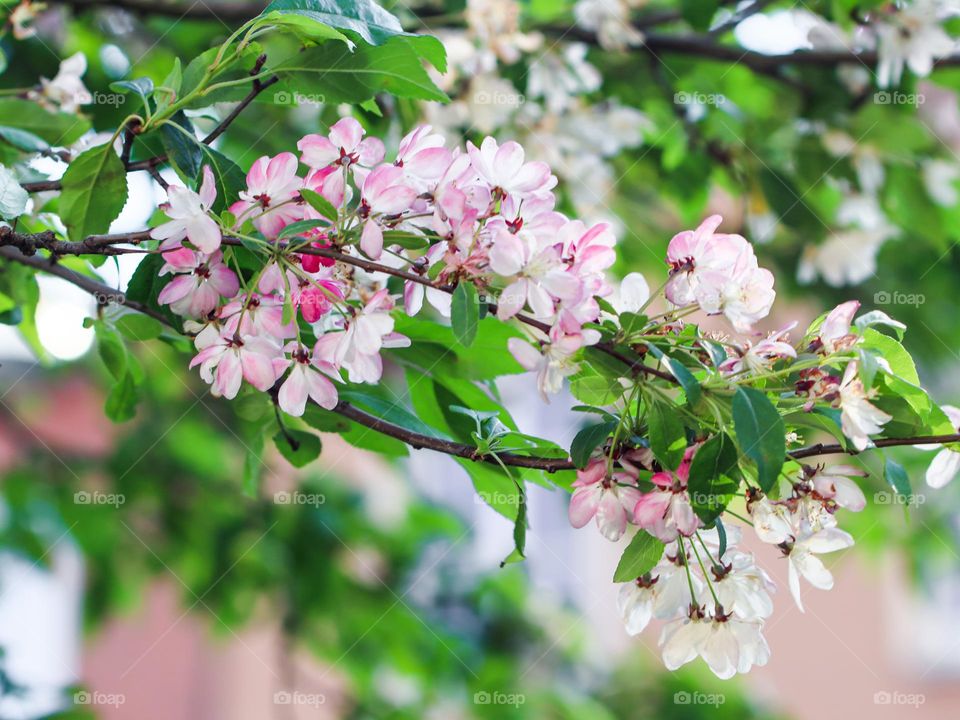 Beautiful background of a blossoming apple tree branch on a warm sunny spring day, close-up side view.