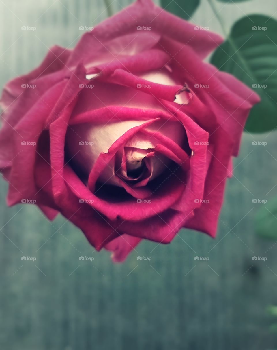 rose