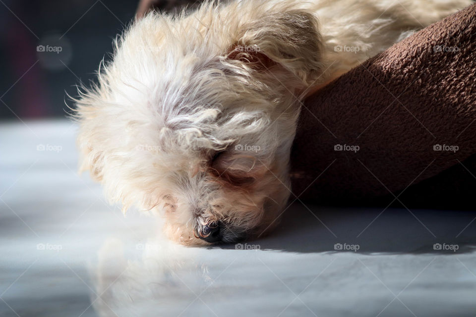 Sleeping cute little maltipoo puppy