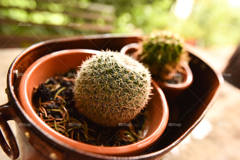 Cactus plant