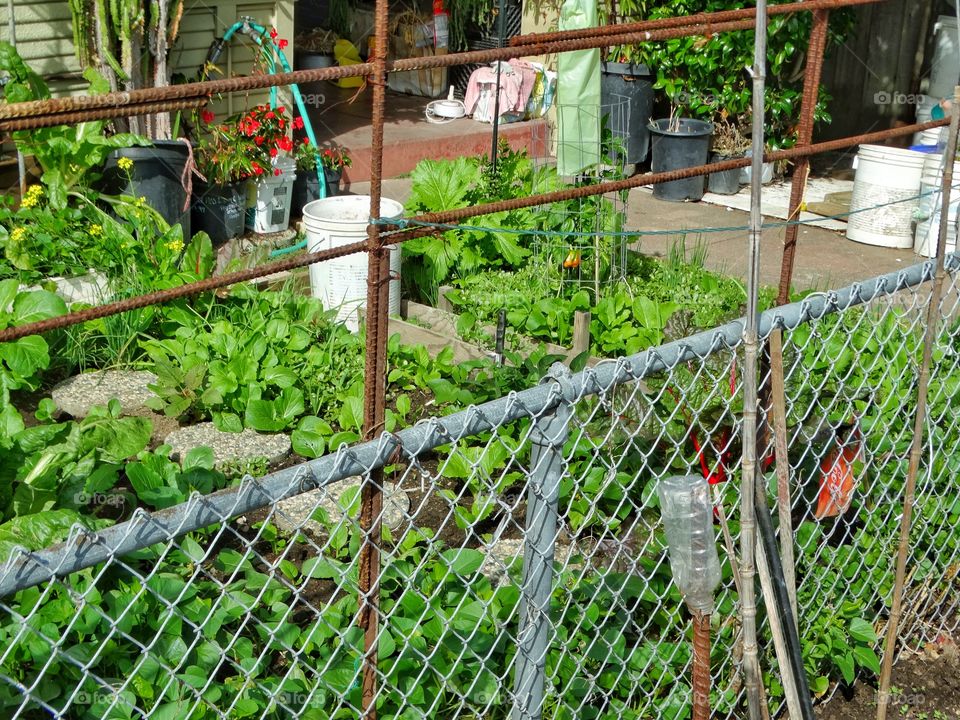 Urban Garden