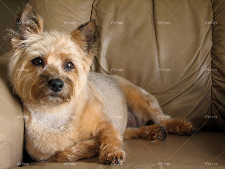 Sophie. Our cairn terrier Sophie