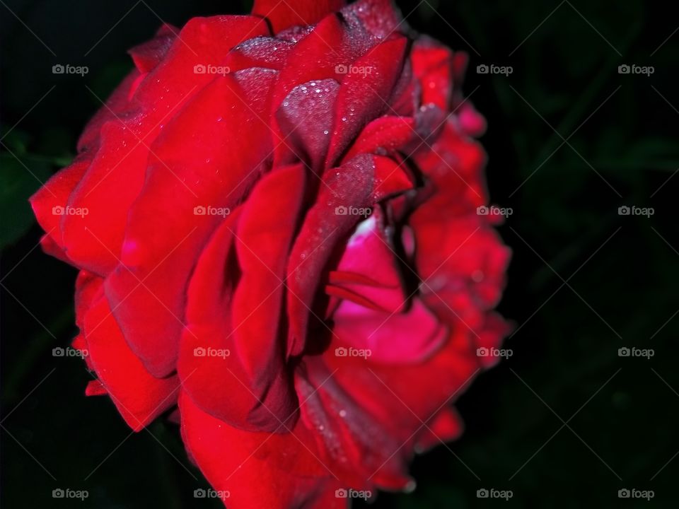Red Rose Flower