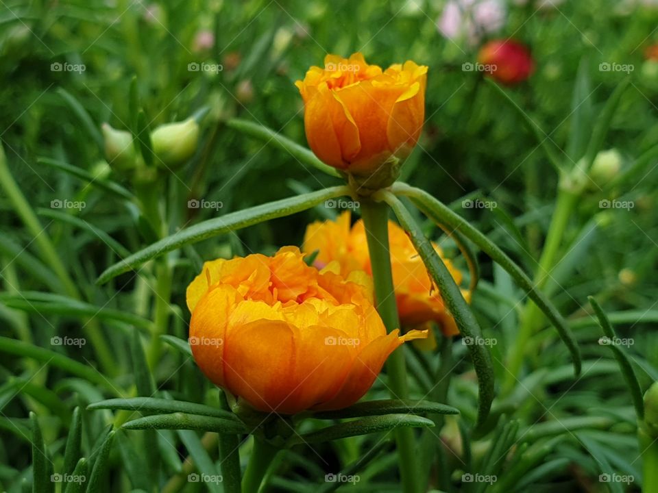 my beautiful Portulaca grandiflora