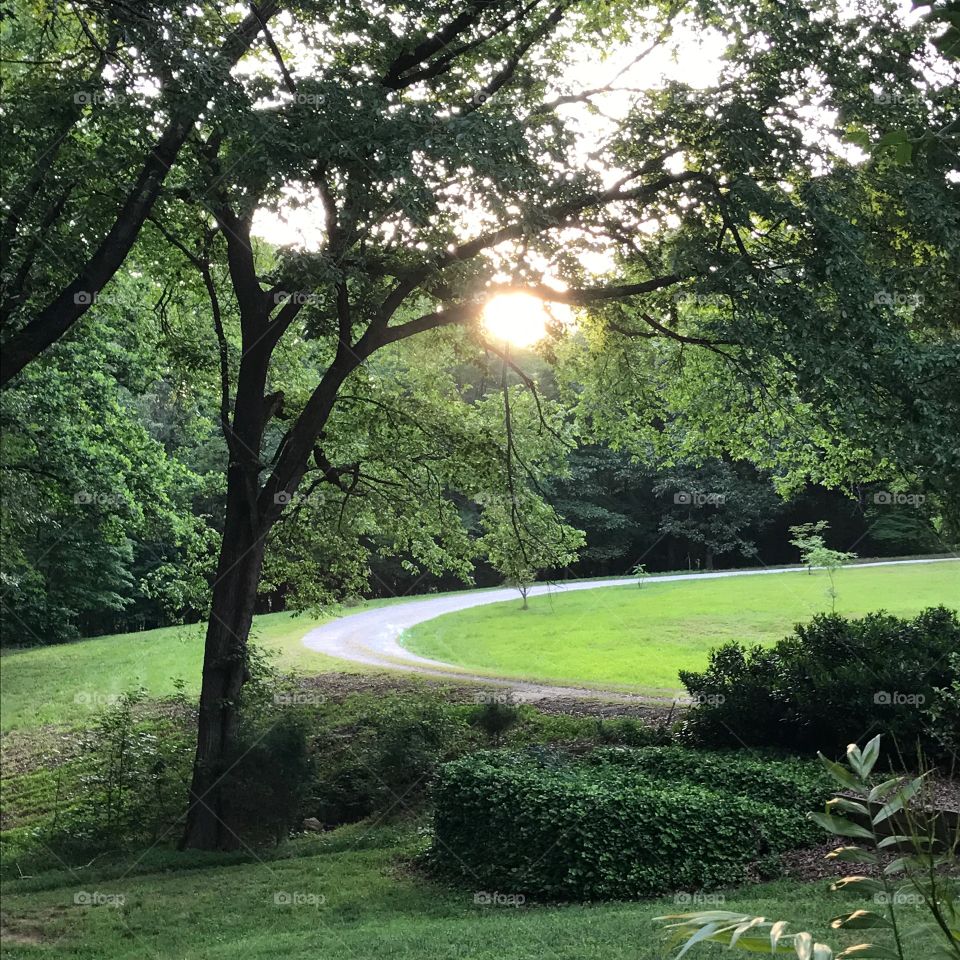 A great shot of my grandmothers driveway in the middle of the woods with the sun shining through.