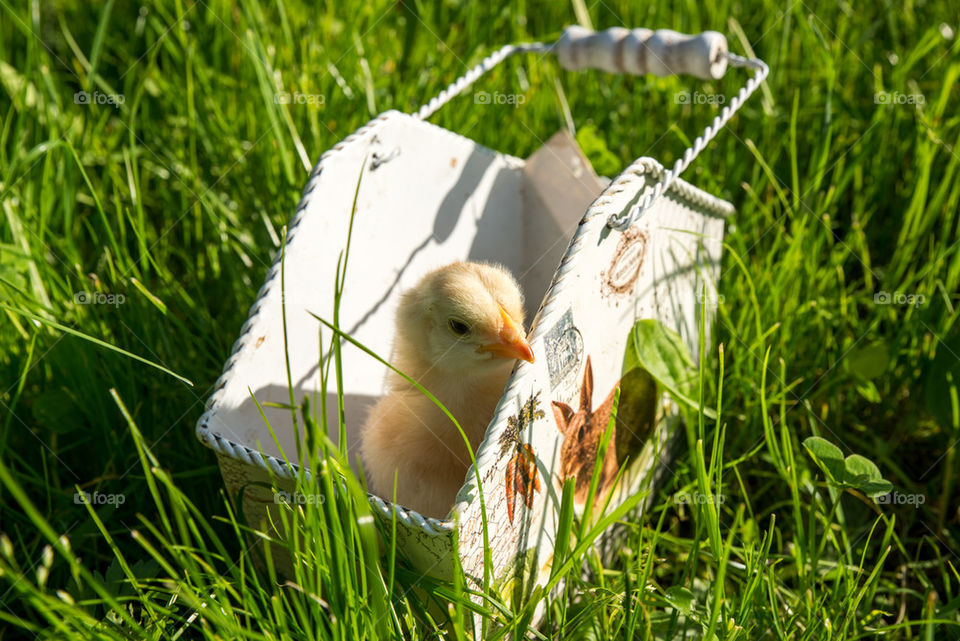 Little chicken in white basket