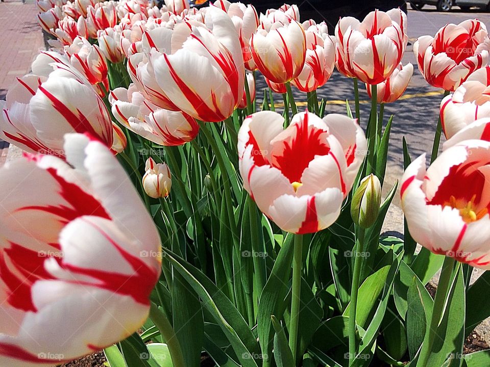 Canadian Flag Tulip with red maple leaf symbol