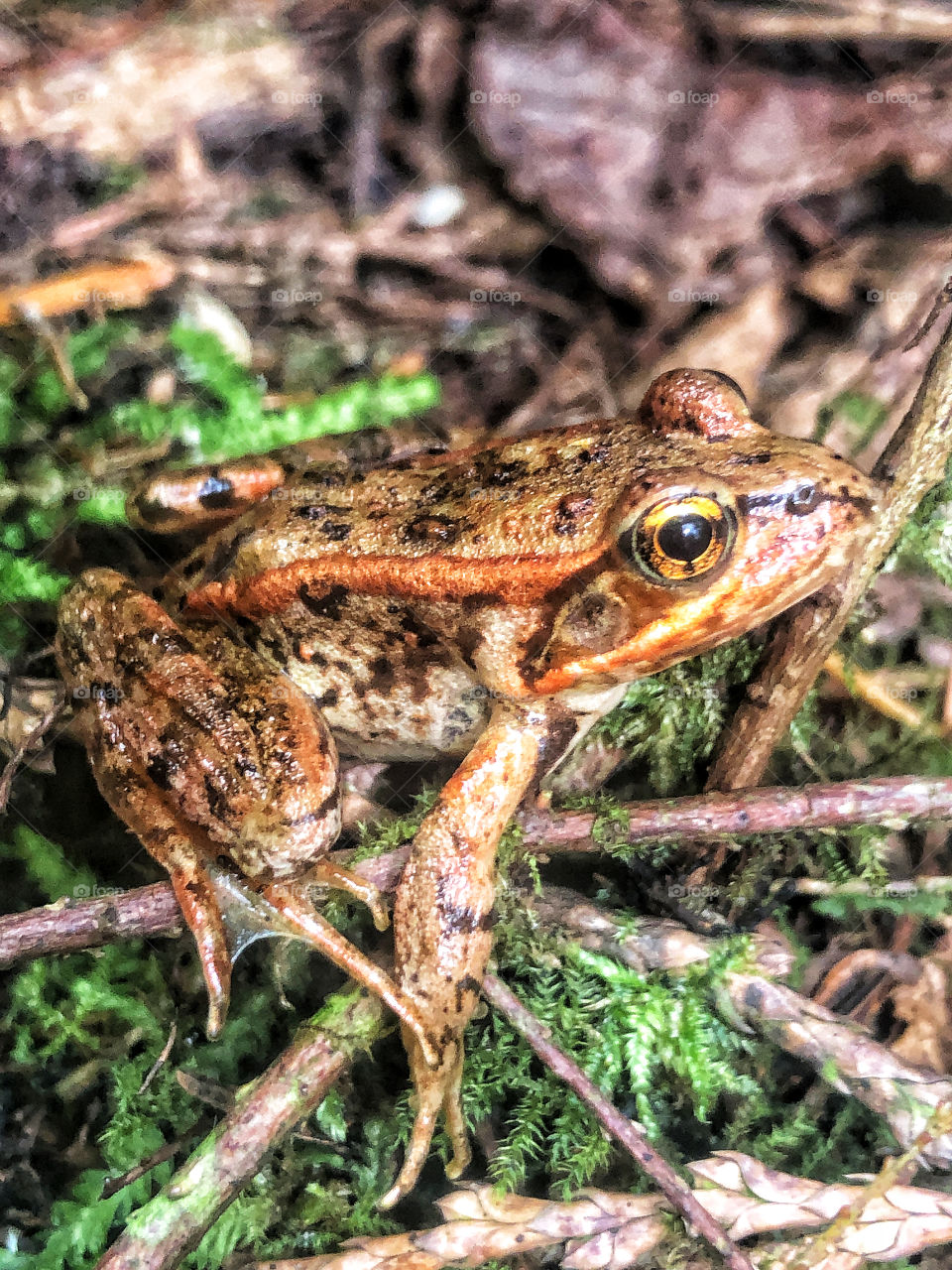 Detailed close up of colourful Oregon spotted frog on BC Canada west coast mossy forest floor.