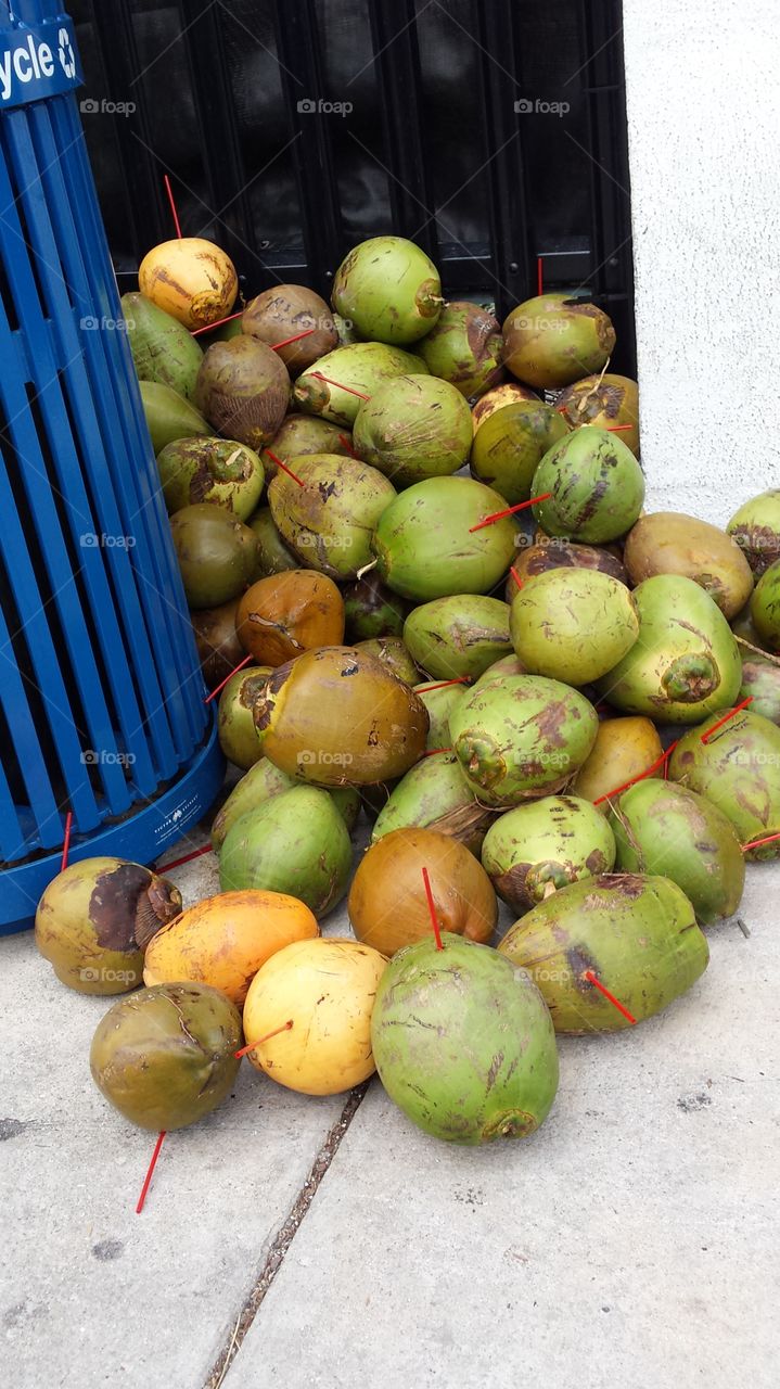 yesterday's  coconuts. Near the Southernmost point in the USA at Key West Florida