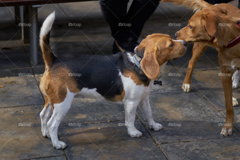 Beagle playing