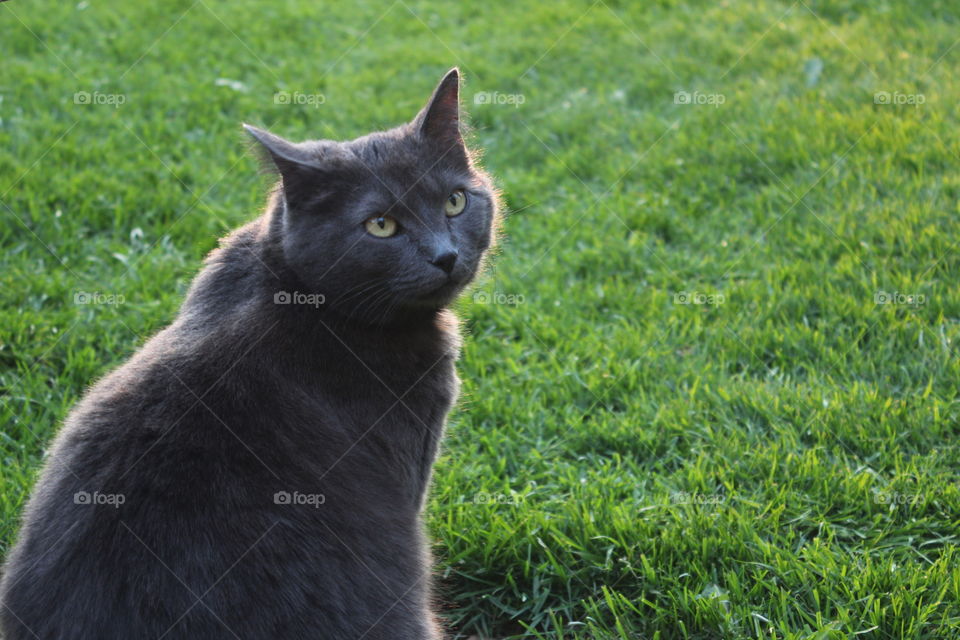 Grey cat on lawn