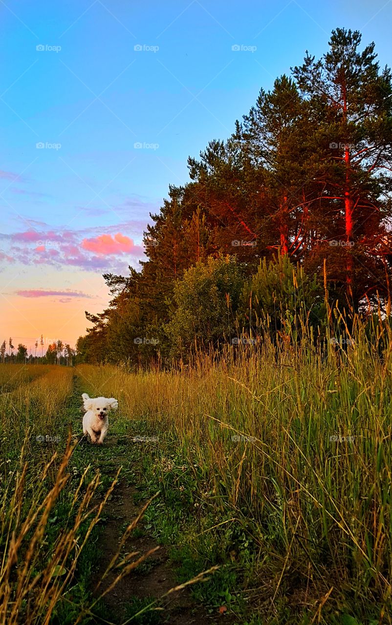 бишон фризе