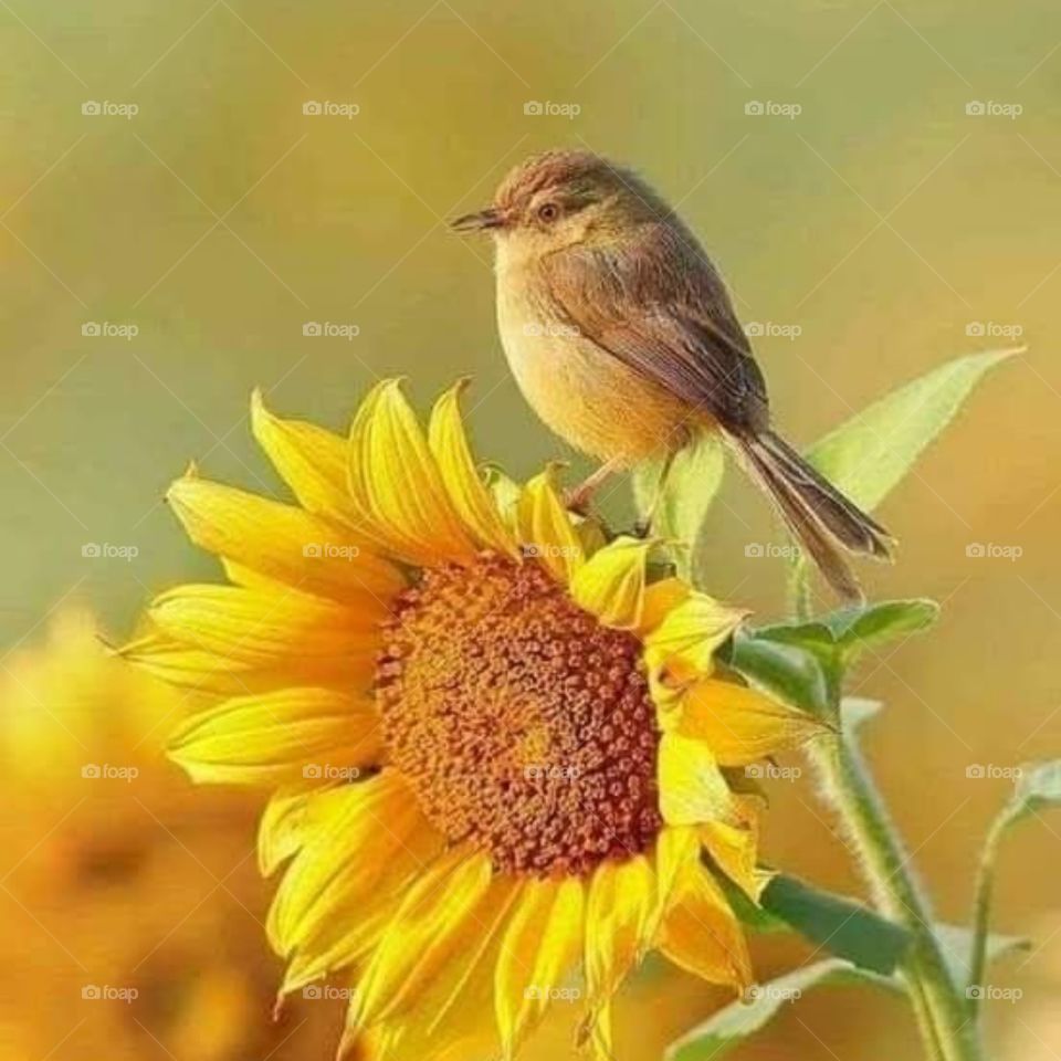 bird an sunflowers