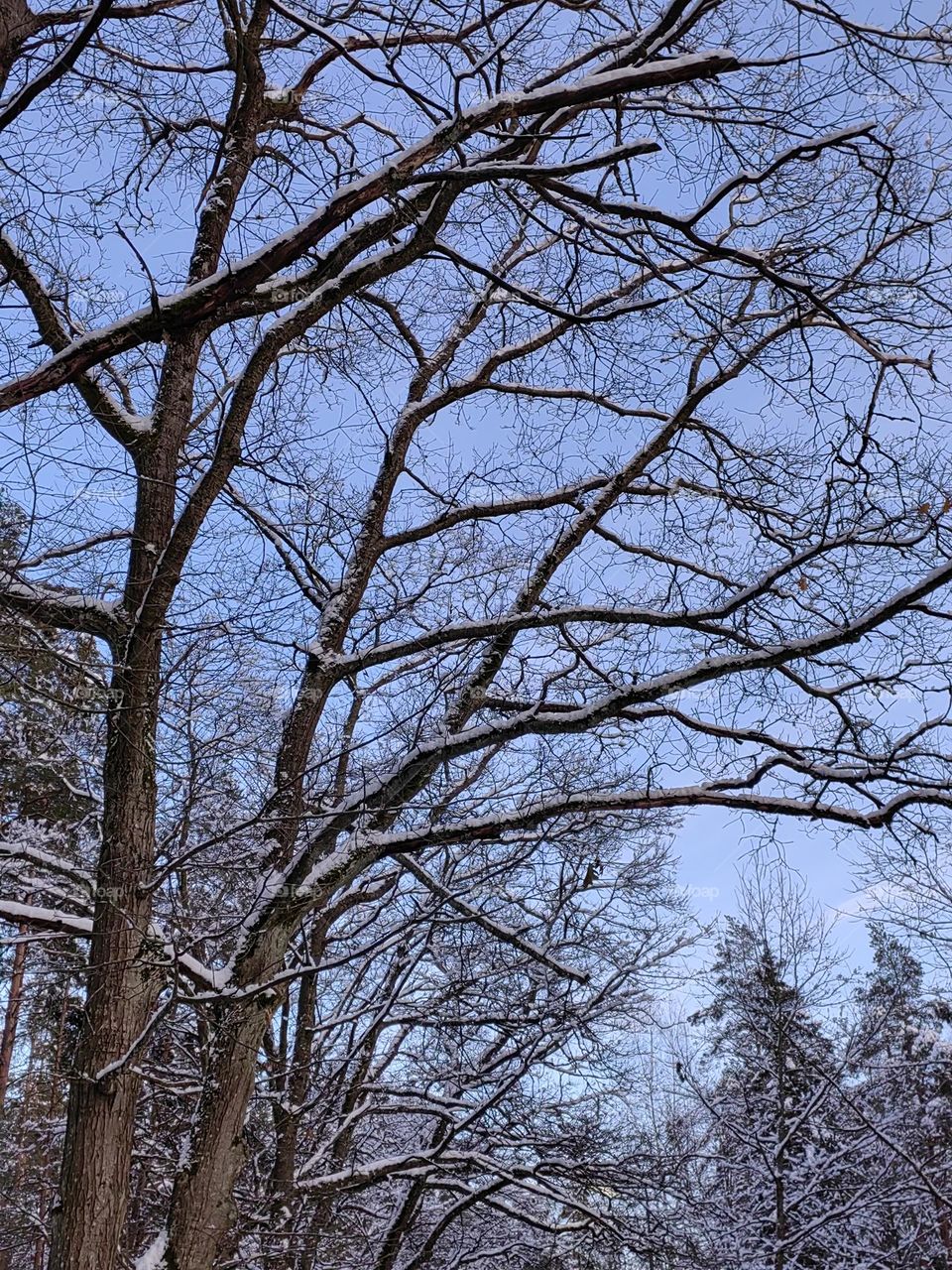 Сказочный лес