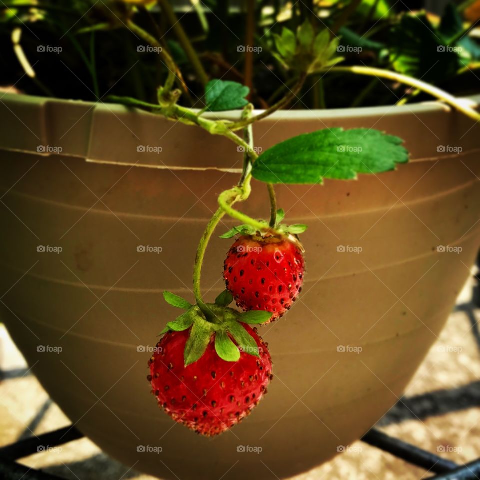 Red Strawberries planted in pot 