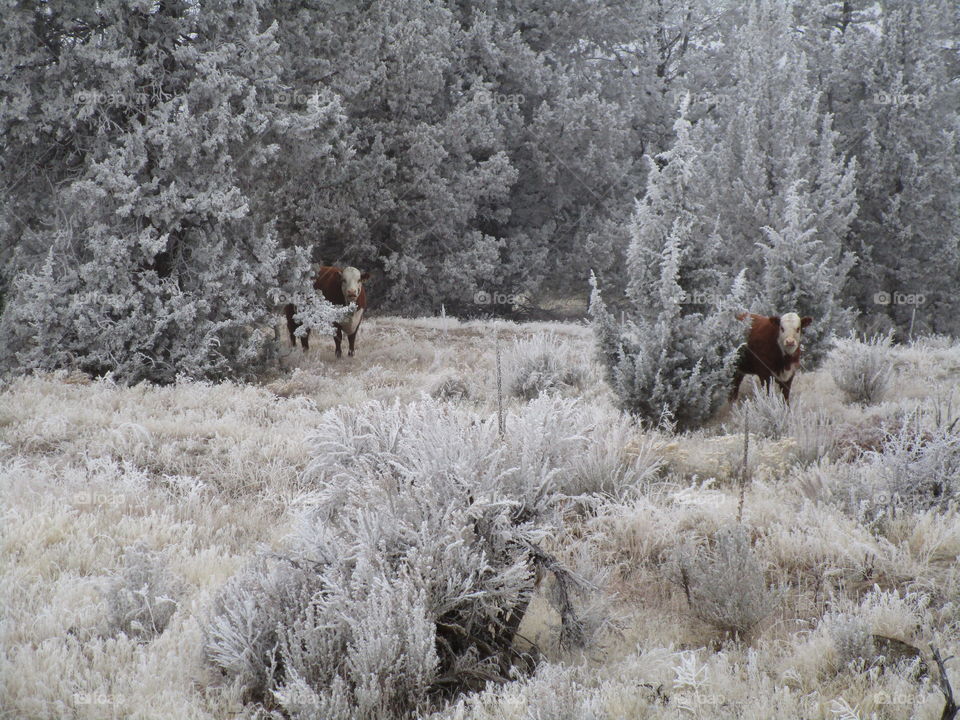 A pair of cows in the cold winter morning frost on the ground, bushes, and juniper trees in Central Oregon. 