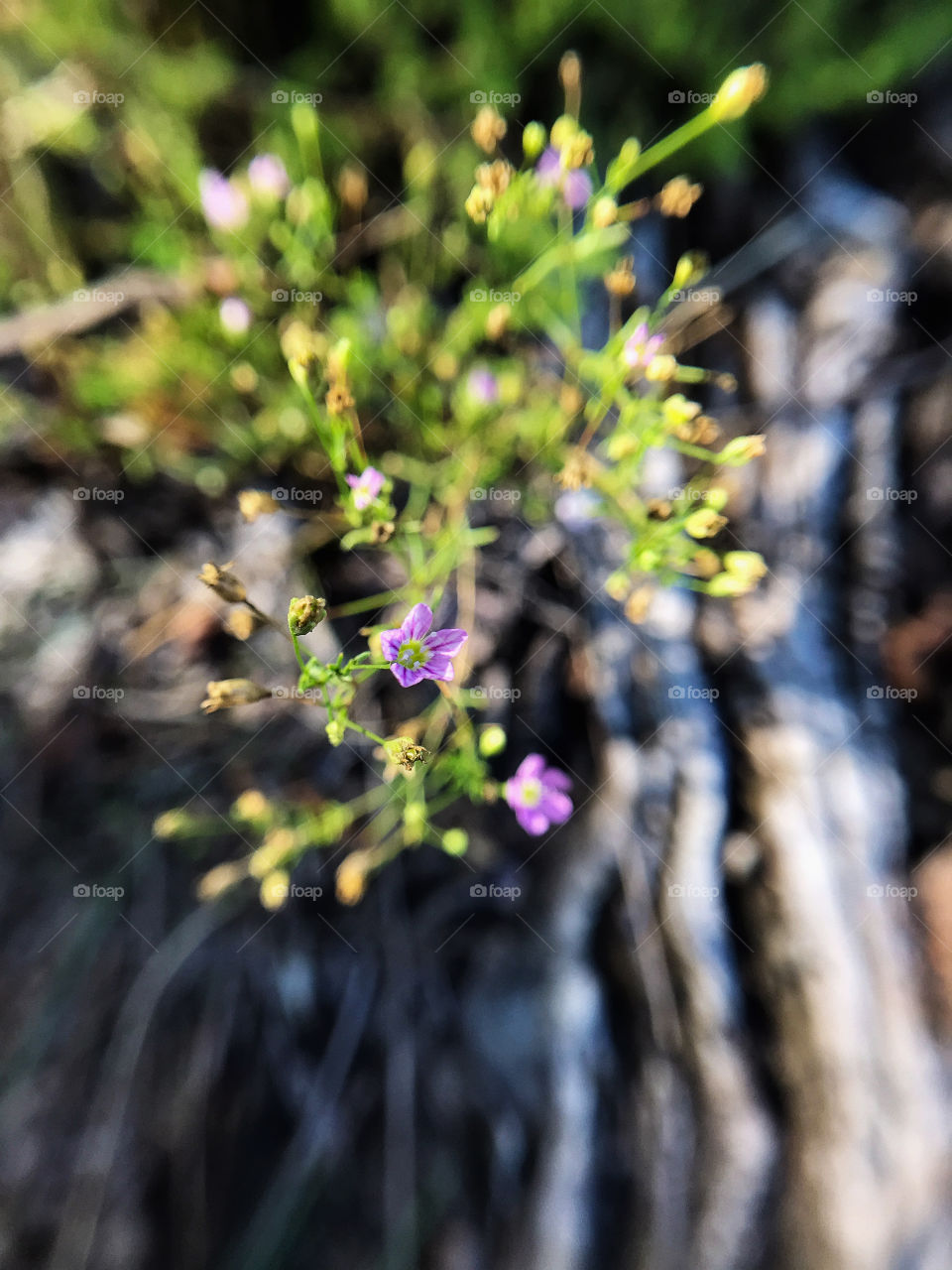 Autumn flowers 