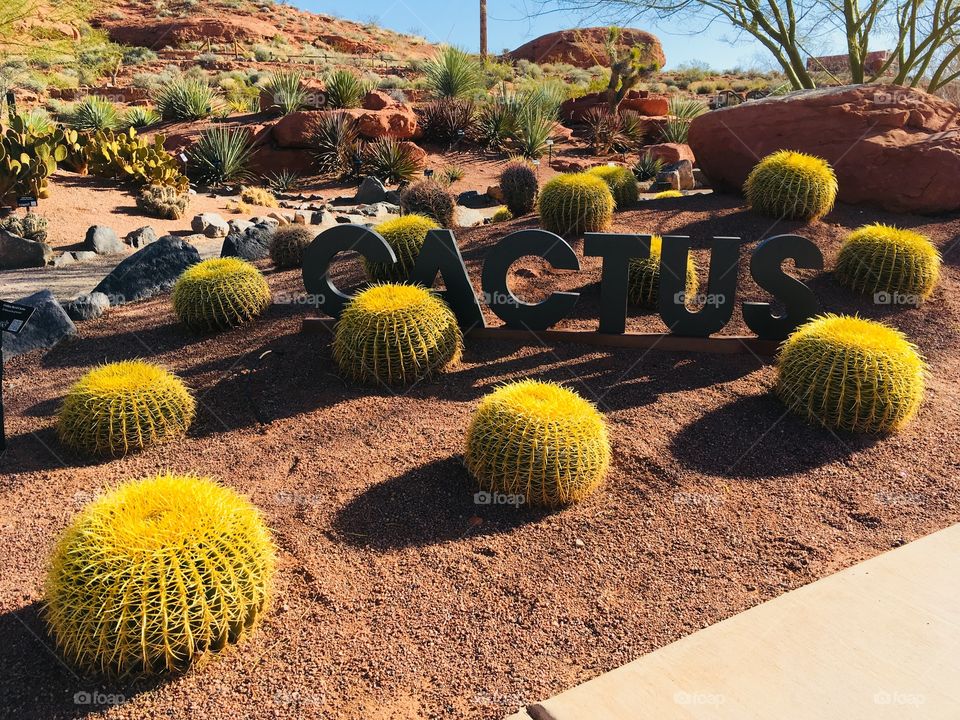 Yellow barrel cactus 