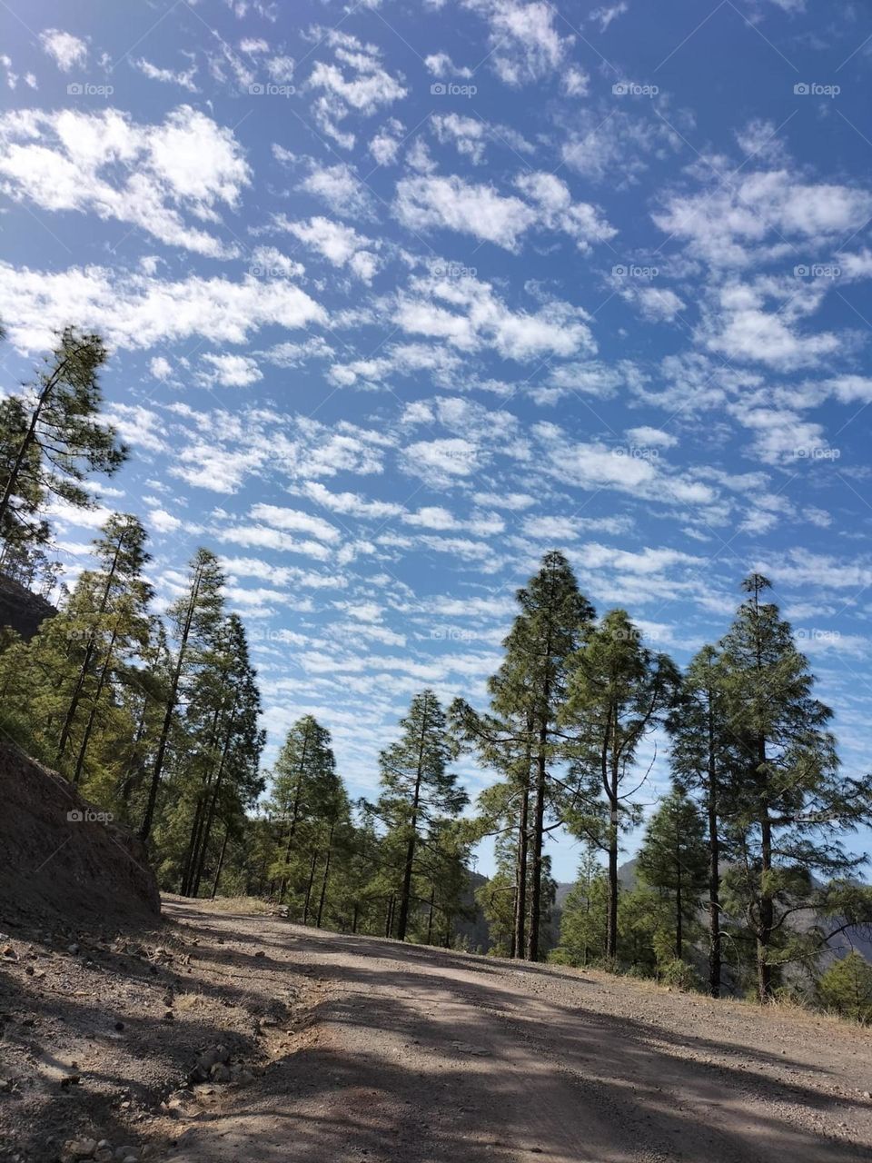 nubes cúmulos en la cumbre de gran canaria con sol un día espléndido con el típico pino canario