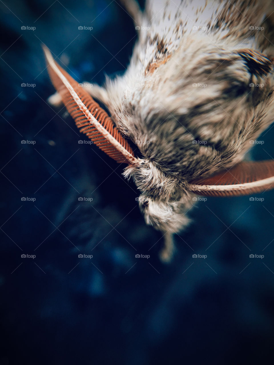 Macro shot of an insect.