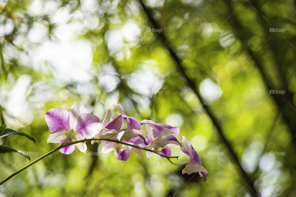 Beautiful pink flowers in the garden.