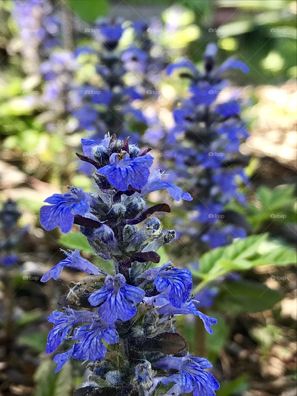 Blue flowers