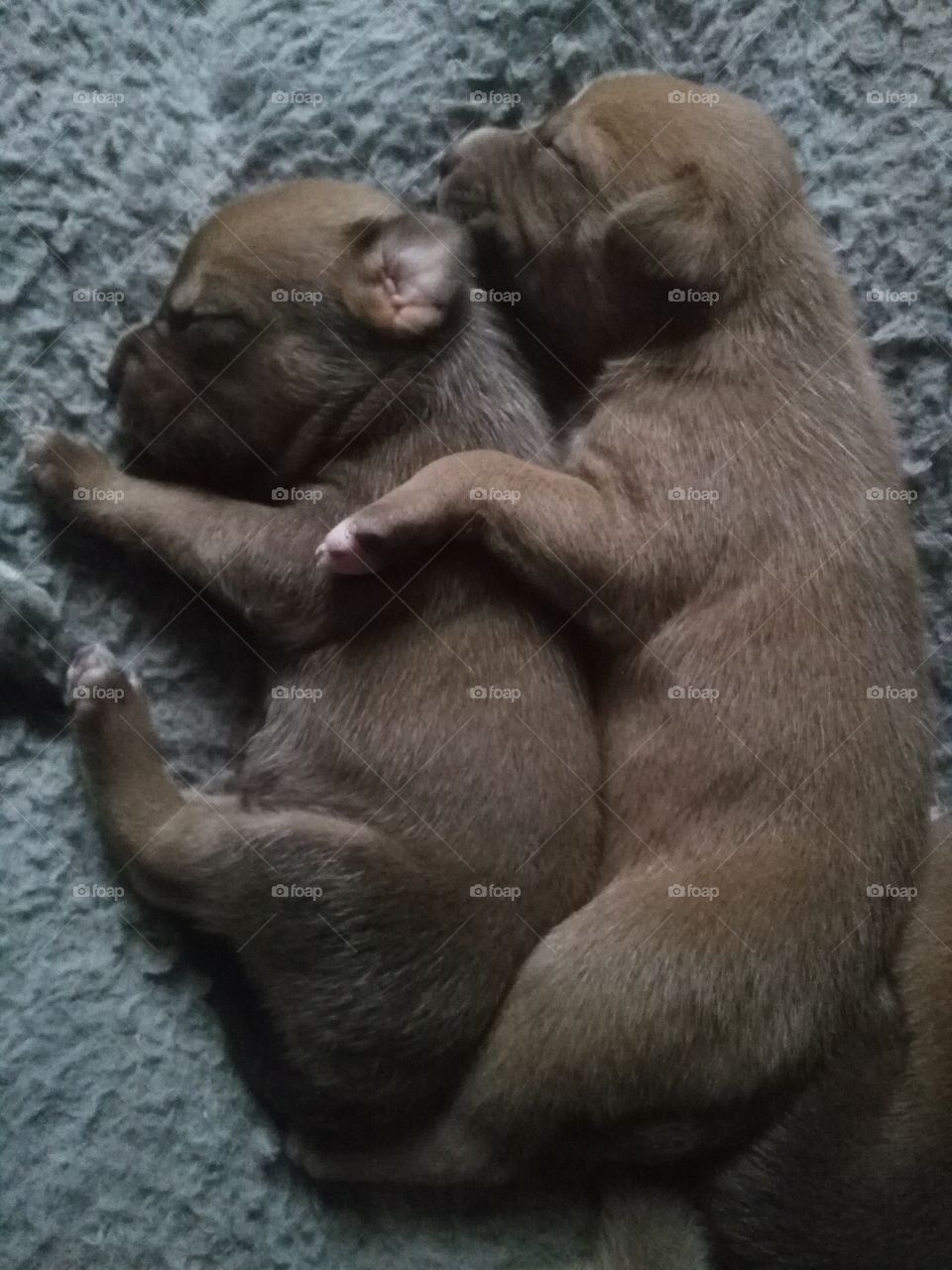 2 puppies sleeping side by side