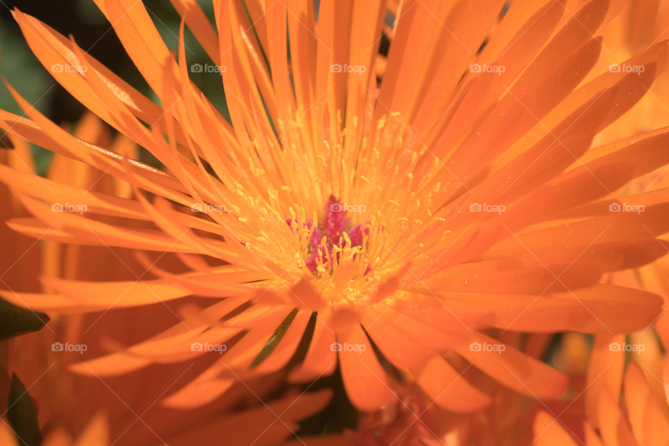 Spring orange flower