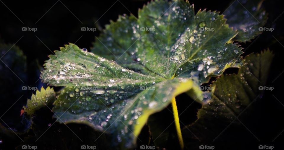 Waterdrops on a Leaf