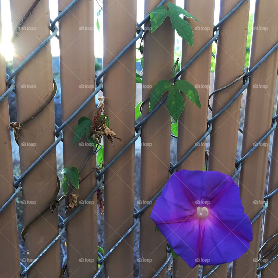 Peeking through the fence