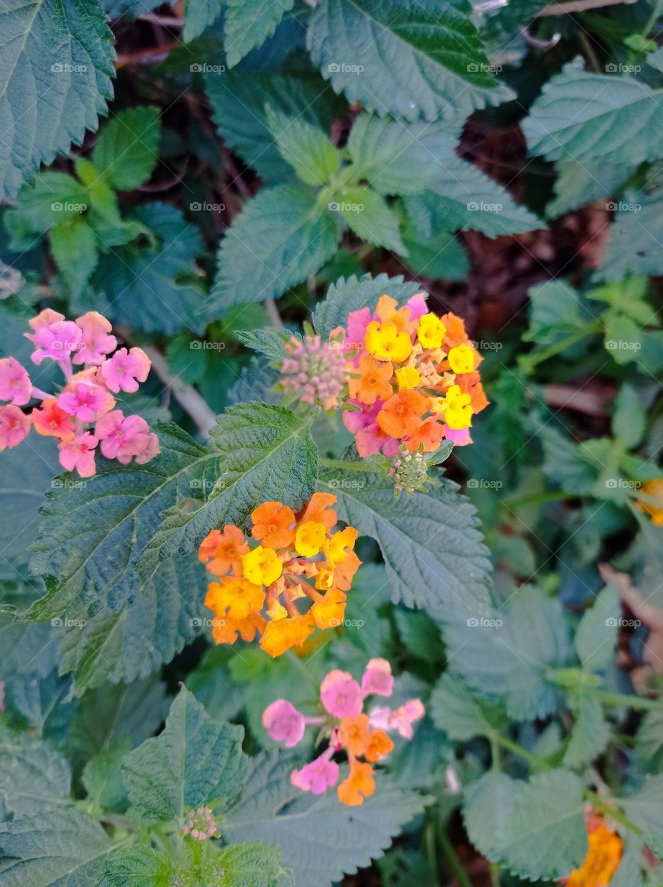 colorful flowers / florcitas coloridas