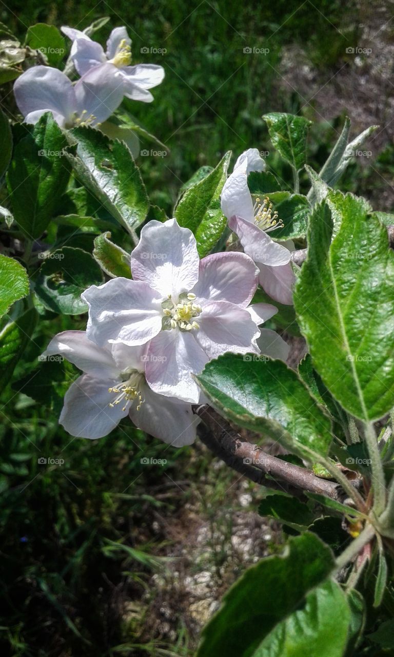 A blooming apple tree in the garden. Branch.